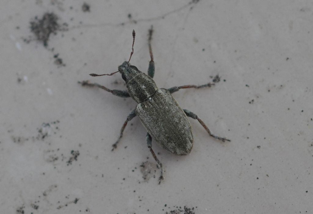 Curculionidae: Sitona humeralis